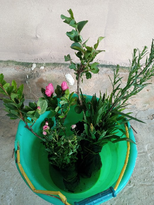 Tanaman Bunga Sakura Lokal Pink