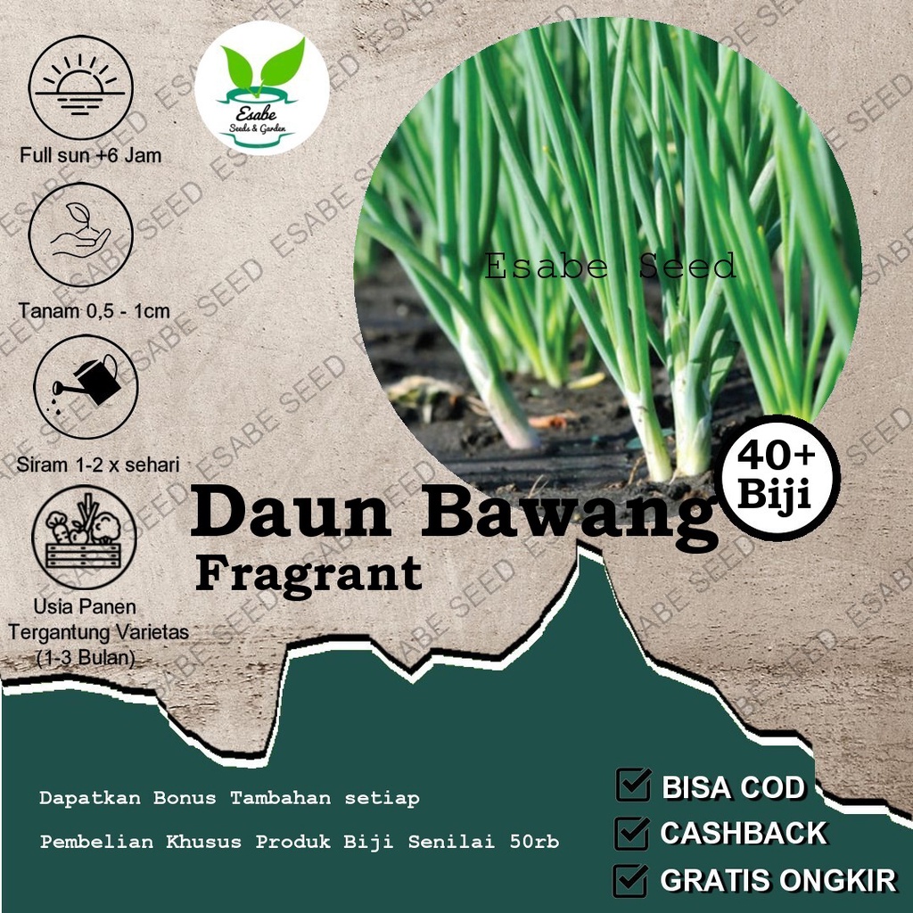 Benih Biji Bawang Daun Fragrant