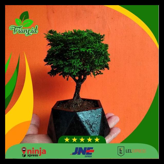 TERLARIS BONSAI INOKI GRATIS POT KERAMIK SEGIENAM/ BONSAI CEMARA INOKI DENGAN POT KERAMIK SEGIENAM/ 