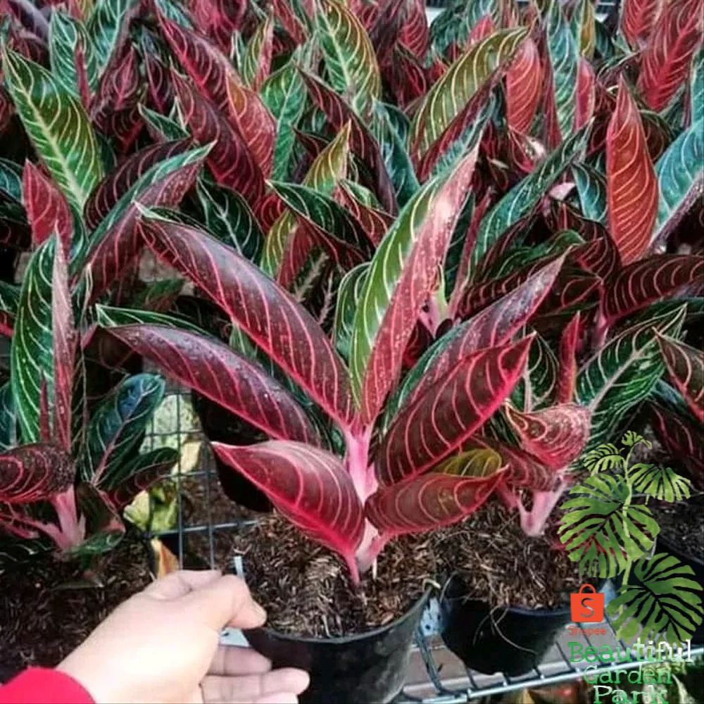 Tanaman Indoor Aglaonema Red Sumatera  - Aglonema Red Sumatera