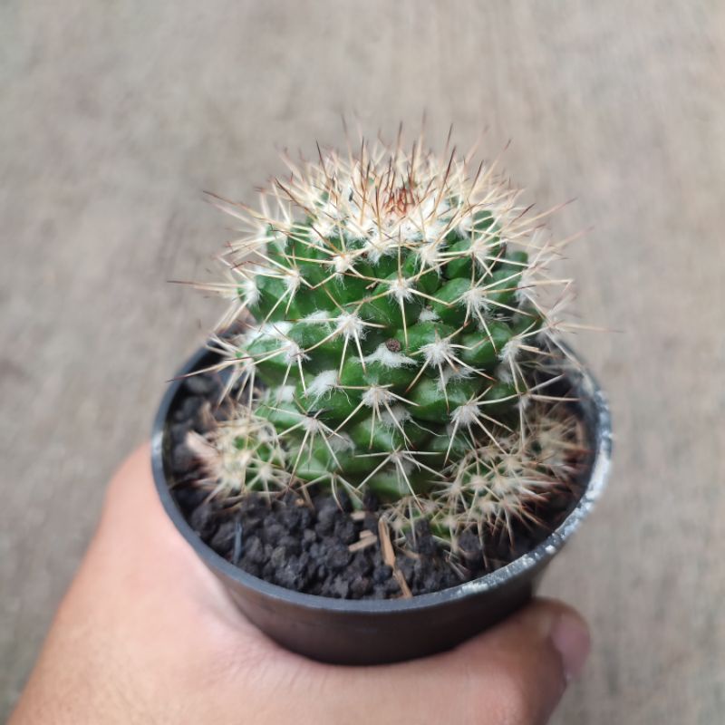 Mammillaria Karwinskiana Nejapensis/Mammillaria bulu putih/Kaktus Ownroot