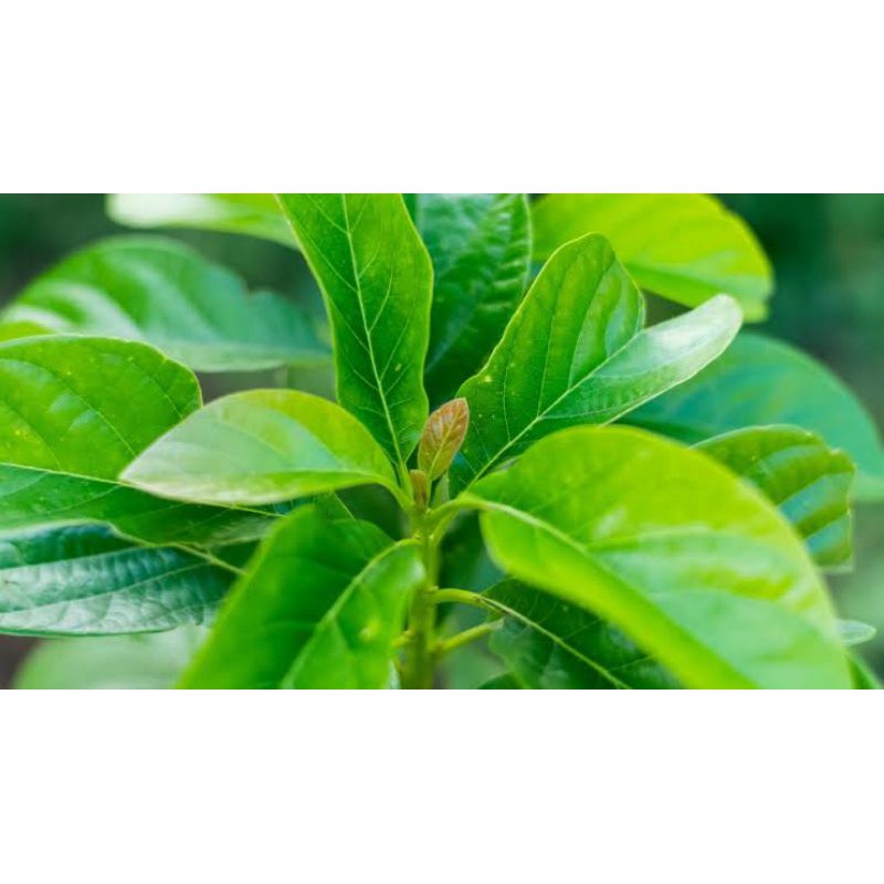 

Daun Alpukat Segar 500 gram