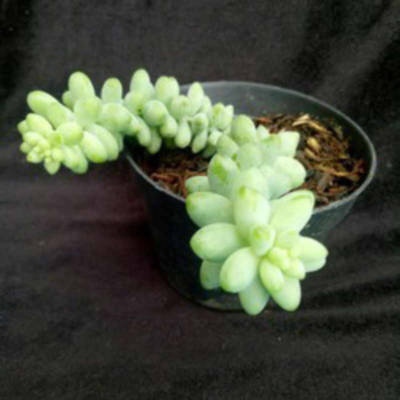 Tanaman hias bunga gantung kaktus air mata ibu