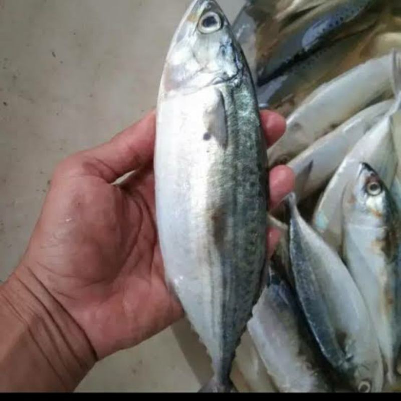

Ikan Kembung Banjar 500gr