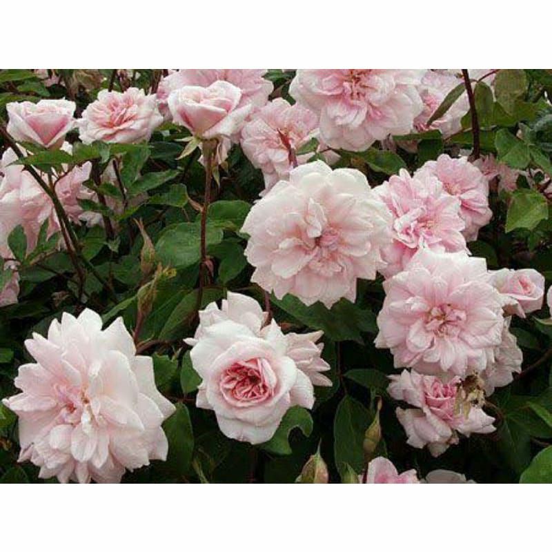 mawar import dewasa cecile brunner