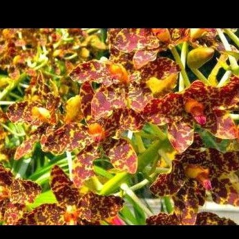 anggrek tebu botol siap aklim