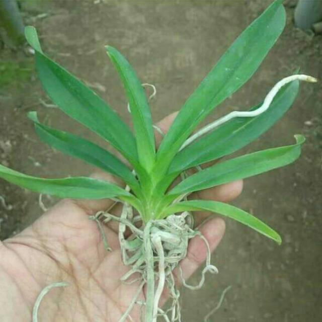 Anggrek Vanda Remaja