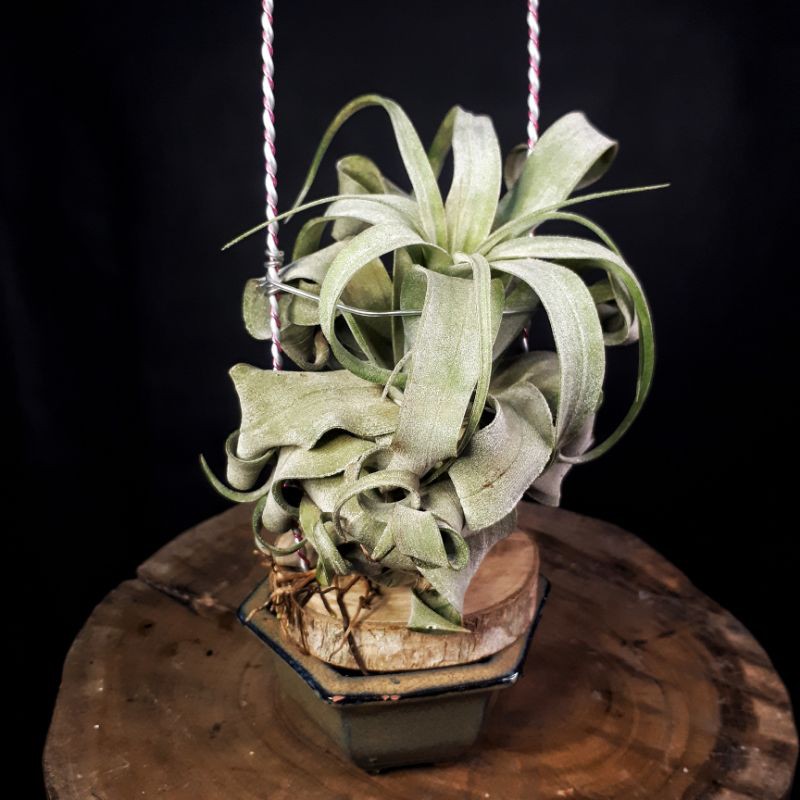 tillandsia streptophylla