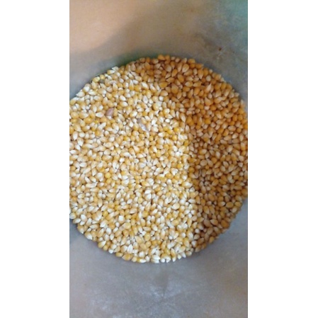 

JAGUNG KING POPCORN ARGENTIna