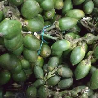  Buah  herbal buah pinang muda  per1kg Shopee Indonesia