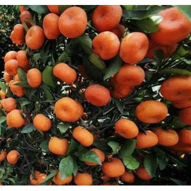 wujud bibit tanaman buah jeruk santang madu