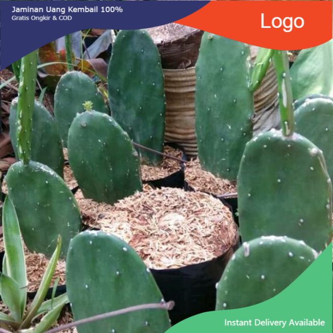 tanaman bunga kaktus centong - Pohon kaktus centong - pohon kaktus