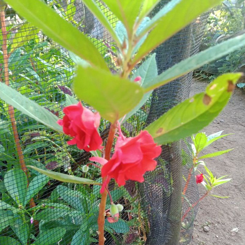 BIBIT TANAMAN HIAS PACAR AIR PACAR BANYU TUMPUK MERAH