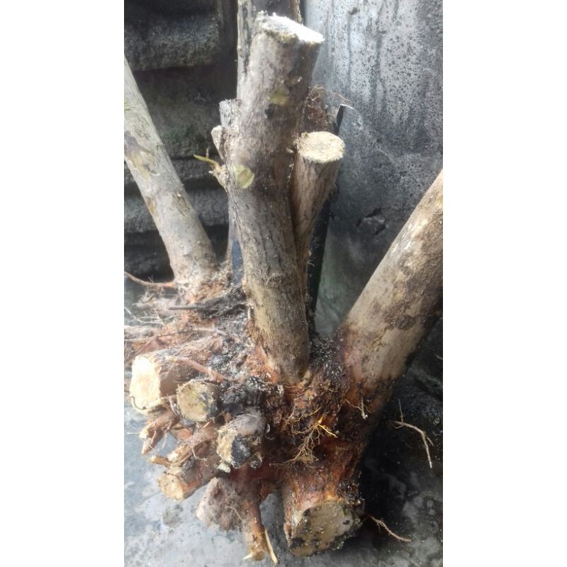 bahan bonsai wahong bonggol jumbo