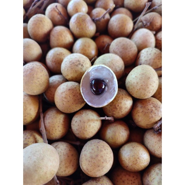 

Kelengkeng Import Manis Tebal