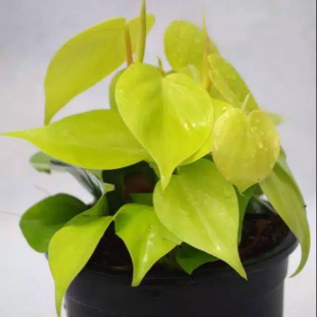 Tanaman hias srigading belanda - sirih belanda