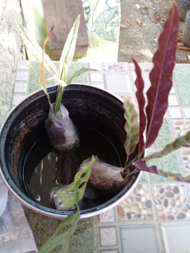 Peace Lily Sepatu Filum Sepatu Pilum Varigata Murah