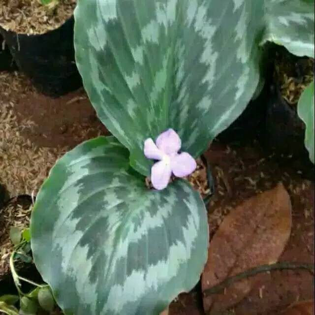 Tanaman hias calathea merak - meranti merak - miranti merak - pohon miranti