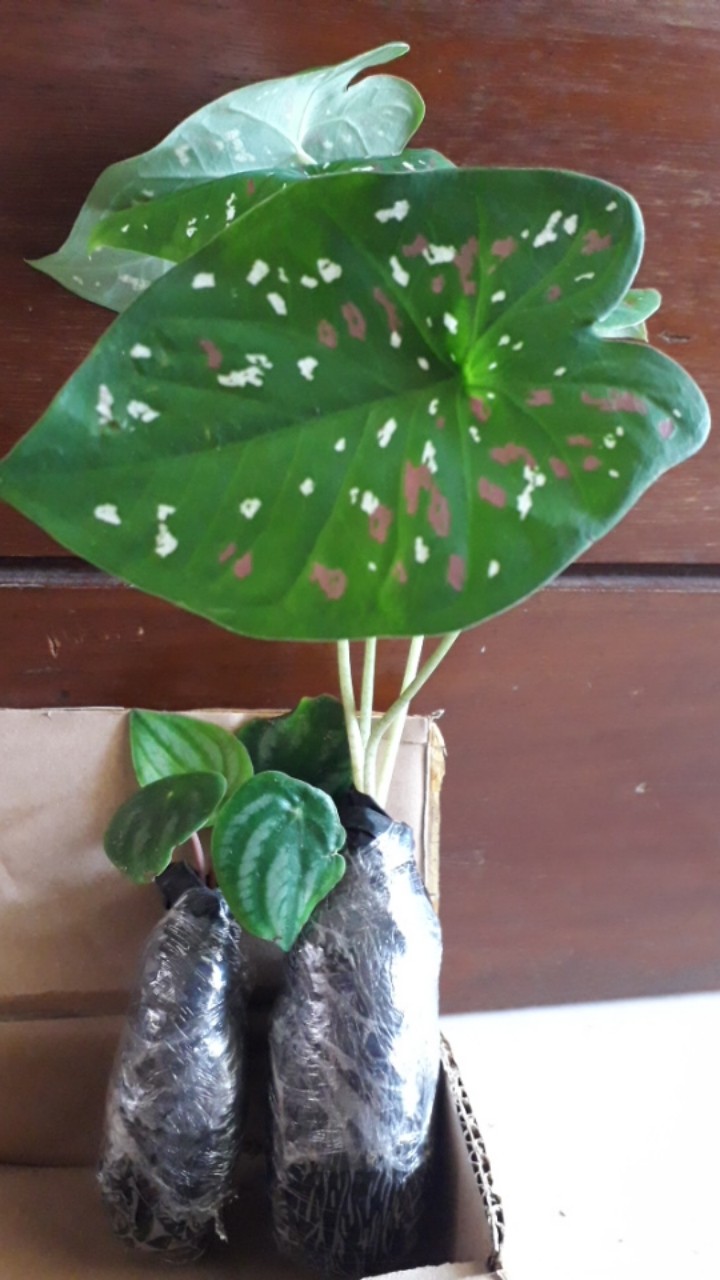 Tanaman Hias Peperomia Water Melon