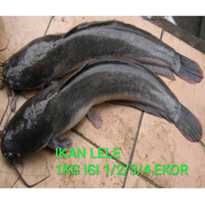 Jual Ikan Lele Ukuran Besar Jumbo Kg Isi Ekor Ekor Ekor Ekor Shopee Indonesia