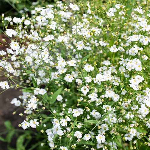 Benih Bibit Biji - Bunga Baby's Breath Gypsophila Elegans Covent Garden Flower Seeds - IMPORT