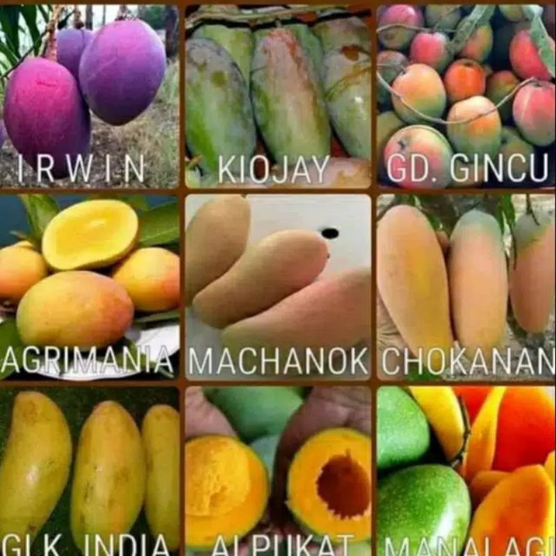 Bibit Mangga Unggulan.4 Paket Hemat