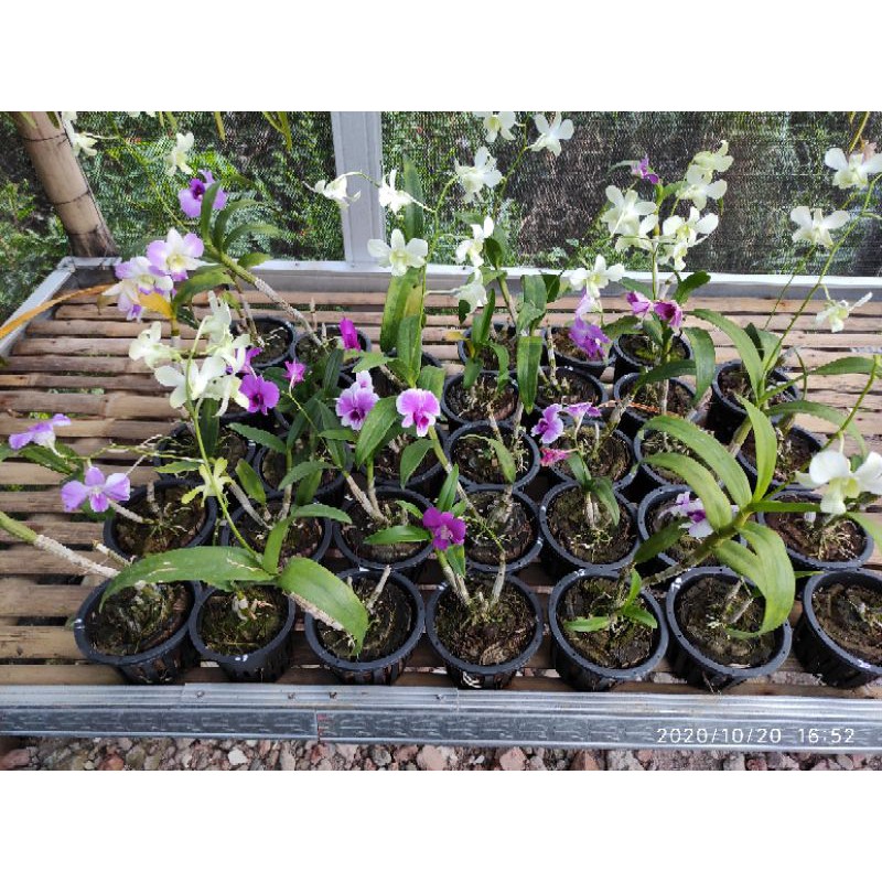 Anggrek Dendro sudah bunga