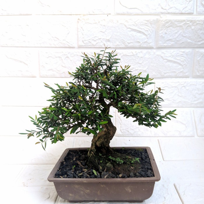 bonsai cendrawasih Sudah Jadi
