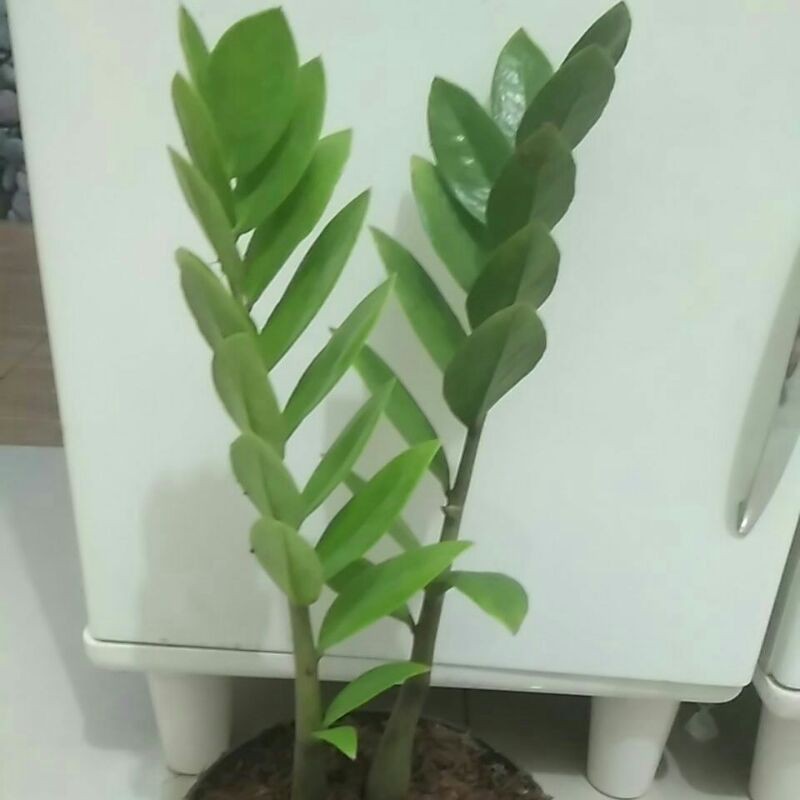 ZZ Plant/pohon dolar