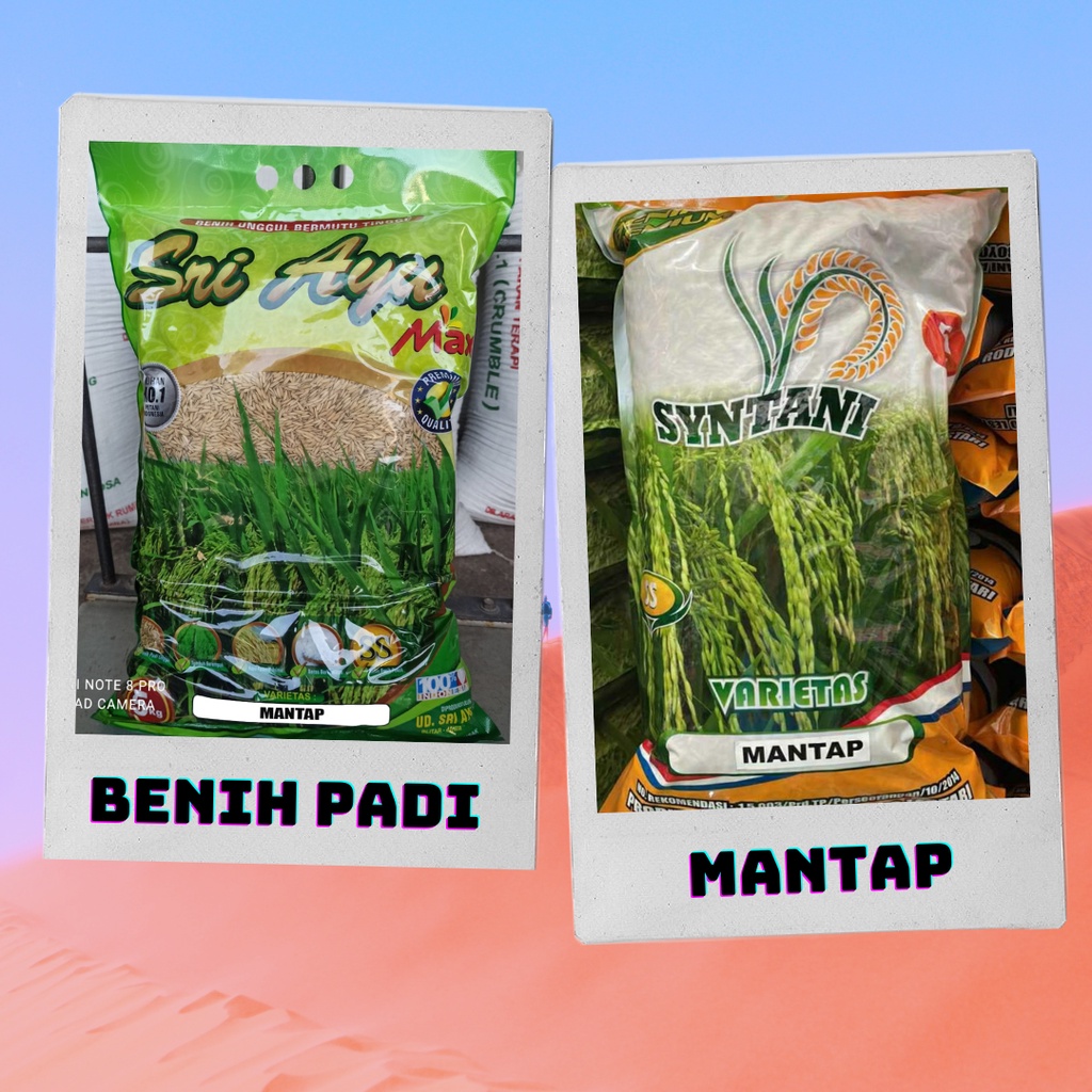 Benih Padi MANTAP