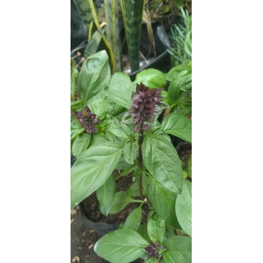 Basil Thai Kemangi Thailand