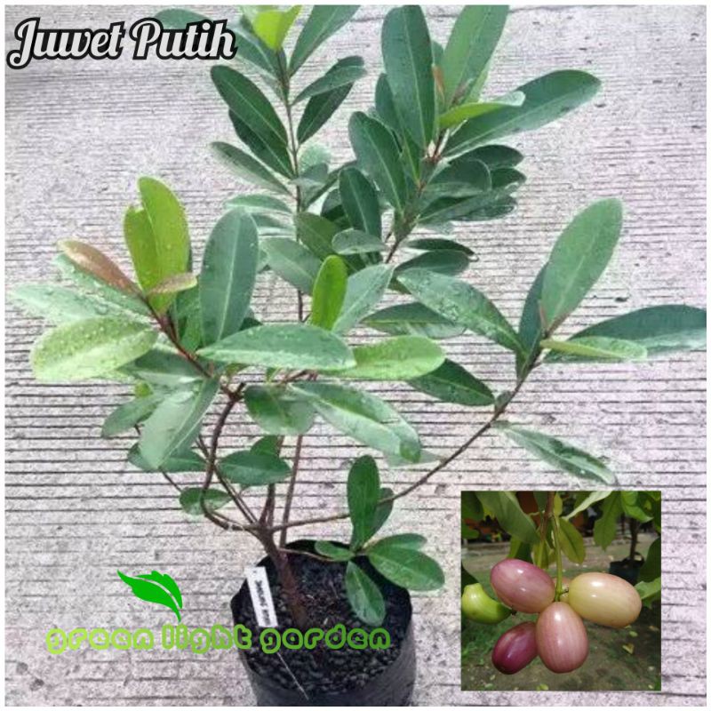 Bibit Buah Juwet Putih