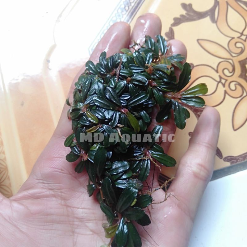 Buce Sp Mini Clump/pernampan 18x20cm