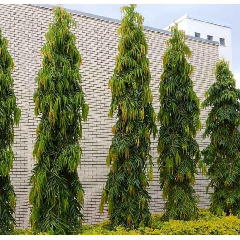 pohon glodokan tiang | bibit tanaman glodokan tiang