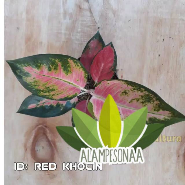 RED CHOCIN - Bunga Aglonema Red Kocin - Aglaonema