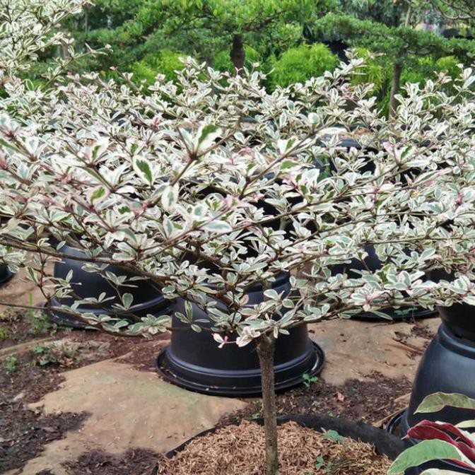 Bibit Tanaman Hias Ketapang Kencana Putih/Ketapang Kencana Varigata Janeamarashop