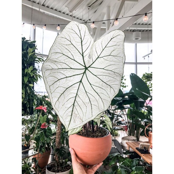 umbi caladium white christmas