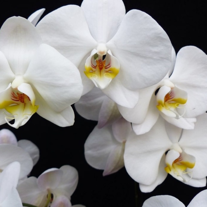 Jual Benih PHALAENOPSIS WHITE - Biji Bibit Bunga Orchid | Shopee Indonesia