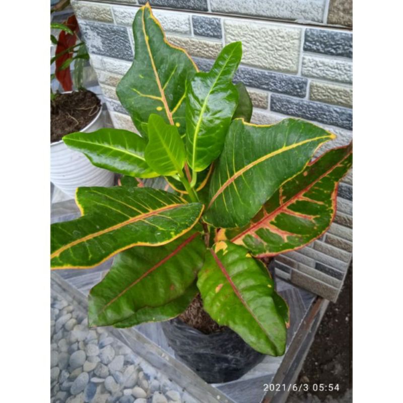 tanaman bunga puring koleksi puring vinola,berkualitas