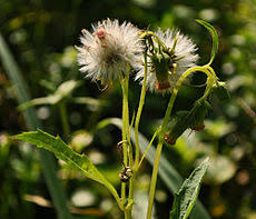 

DAUN SINTRONG SEGAR BAGINI, JAMBRONG,TESPONG,JOMBLOH TANAMAN HERBAL