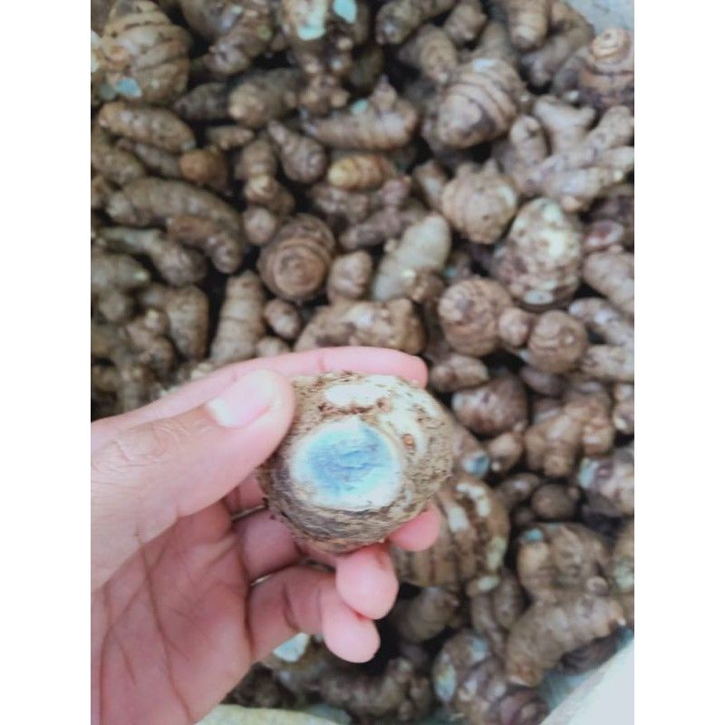 

100gr temu ireng / kunyit hitam / kunyit hitam segar