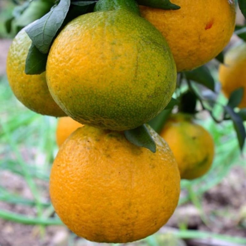 

buah/jeruk/dekopon/segar/asli(1kg)organik