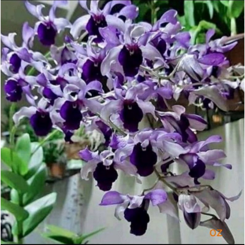 Dendrobium Indonesia raya blue/inaraya blue