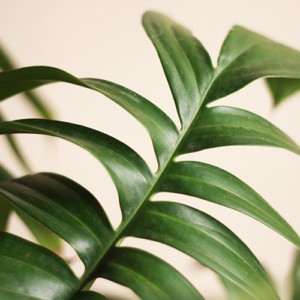 tanaman hias rhaphidophora decursiva