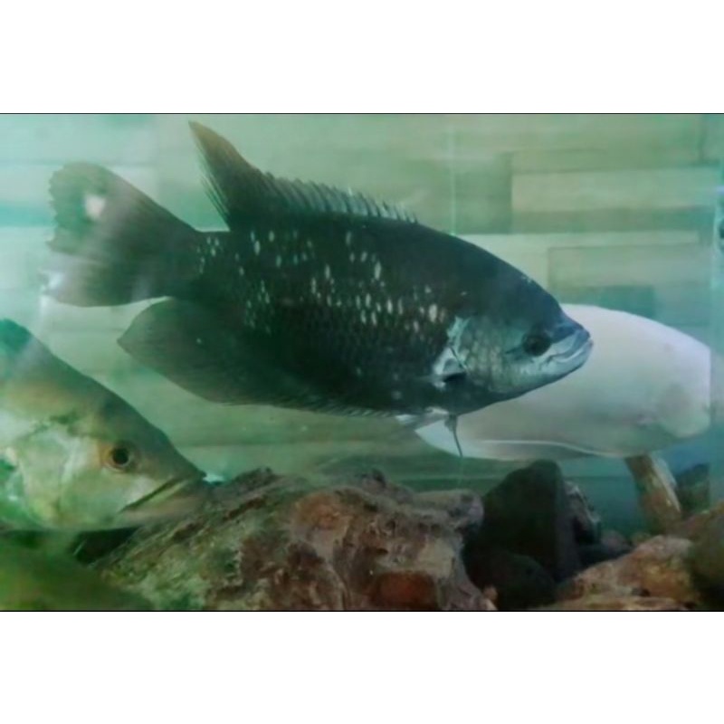 ikan gurame sabah