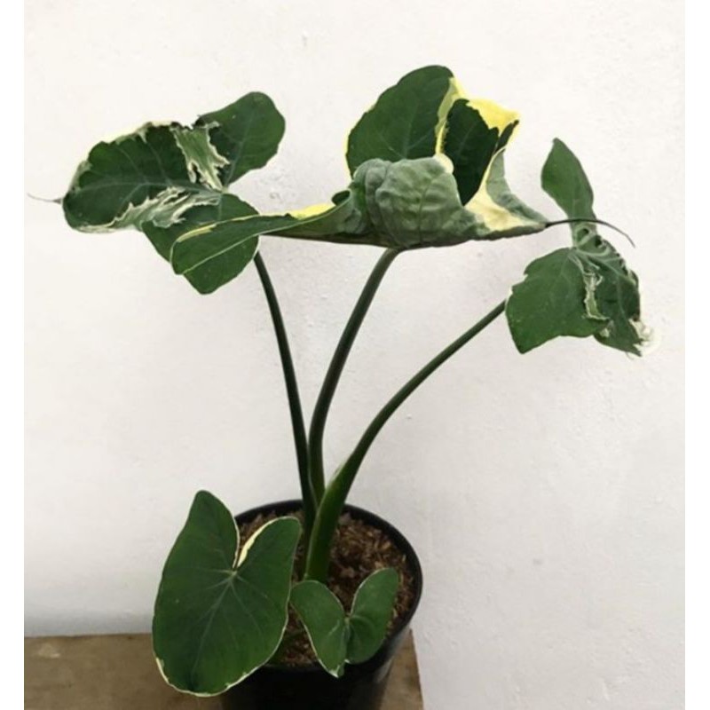 PROMO tanaman keladi kantong semar-tanaman hias keladi kantong semar-zplant kantong semar