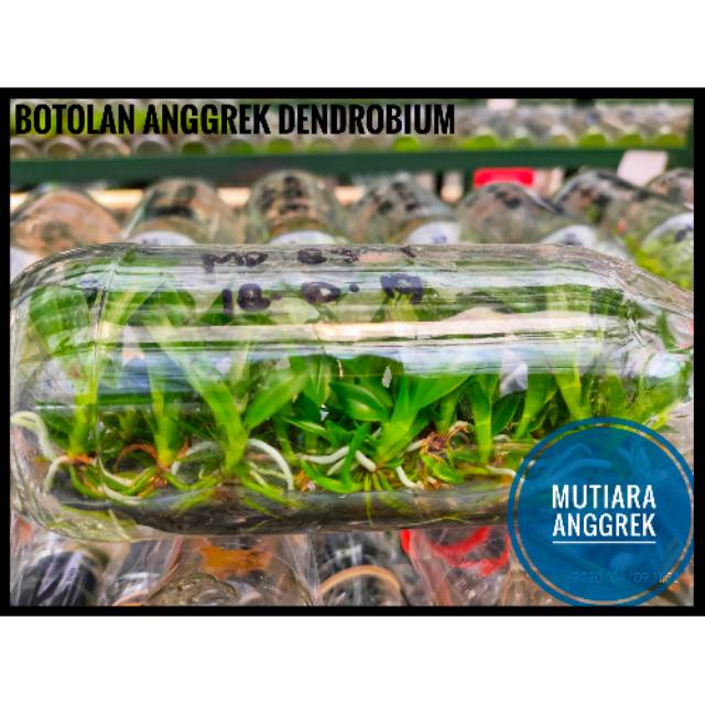 Botolan anggrek dendrobium keriting
