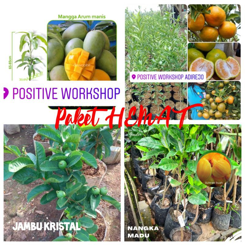 bibit buah/paket bibit buah/