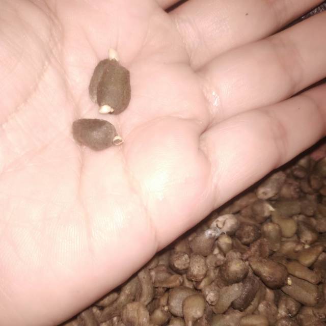 Bibit porang / Biji Bunga Porang / Spora Porang SUPER siap tanam 1kg Kualitas Terbaik