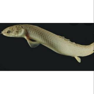 Ikan Palmas hitam naga fish Shopee Indonesia Ikan Palmas hitam naga fish Shopee Indonesia